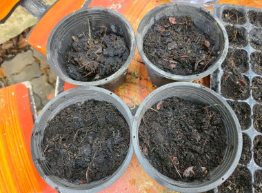 “ปลูกพืชผักสวนครัว” ภายใต้โครงการส่งเสริมองค์กรคุณธรรม ... พารามิเตอร์รูปภาพ 1